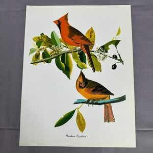 1950 Vintage Print Northern Cardinal American Bird Art Illustration Audubon 9x12